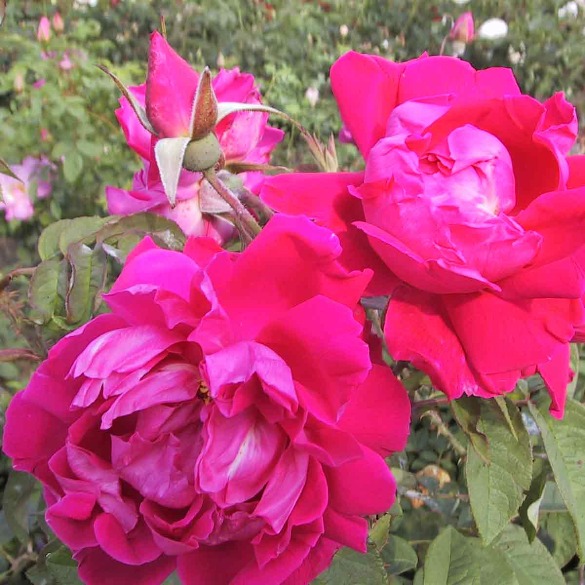 Rosa 'Parfume de l'Hay'