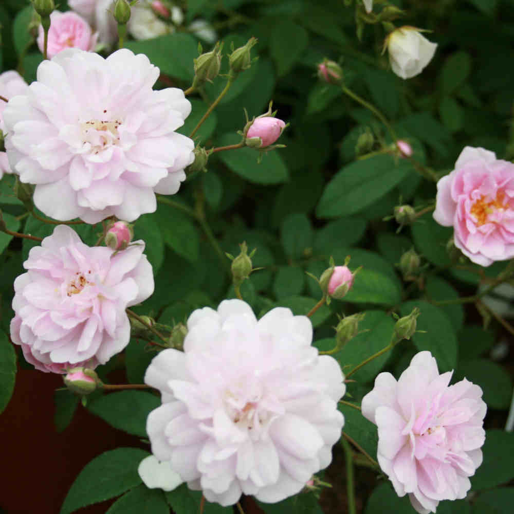 Rosa 'Pauls Himalayan Musk Rambler'