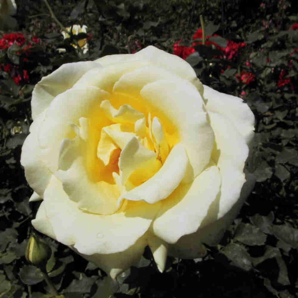 Rose 'Peaudouce'