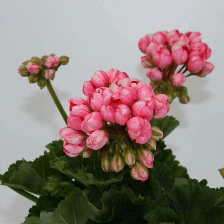 Pelargonium royale 12 cm. pott.