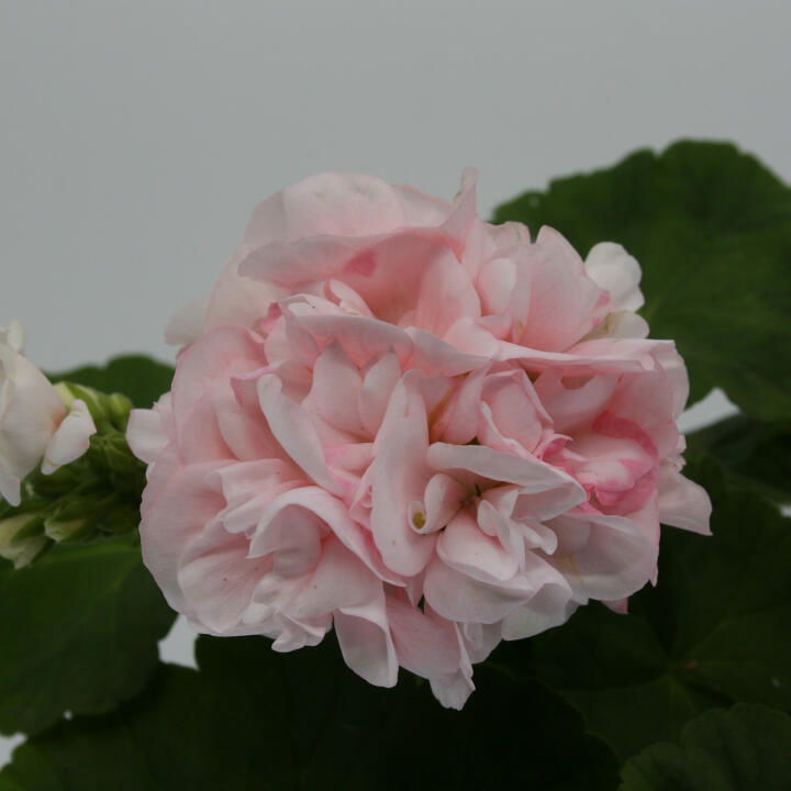 PELARGONIUM ZON. DR. INGRID 12 cm. pot.