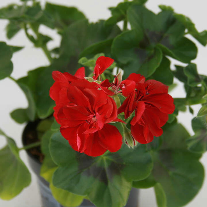 Creeping Pelargonium - Pelargonium peltatum 12cm pot