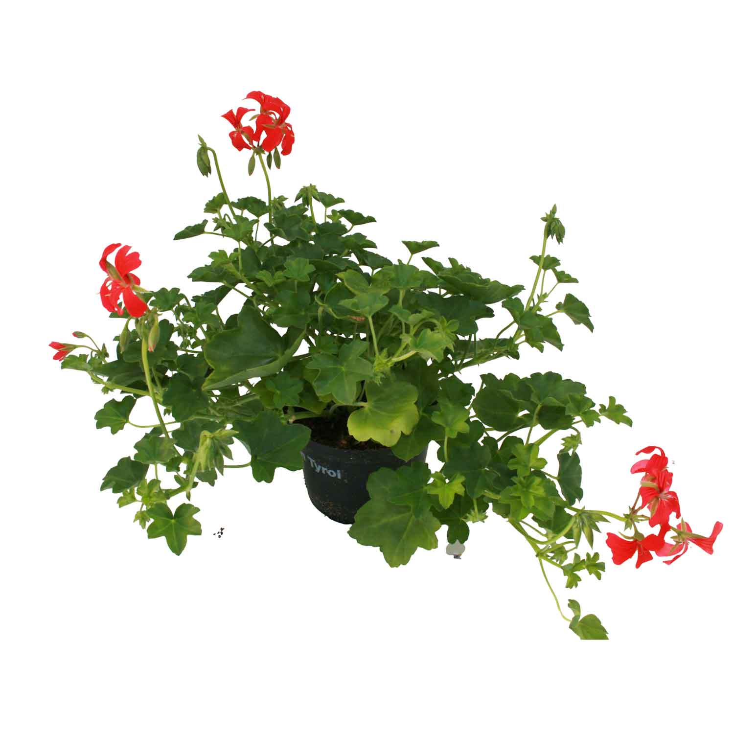 Tyroler pelargonie - Pelargonium pel. 'Red mini Cascade'