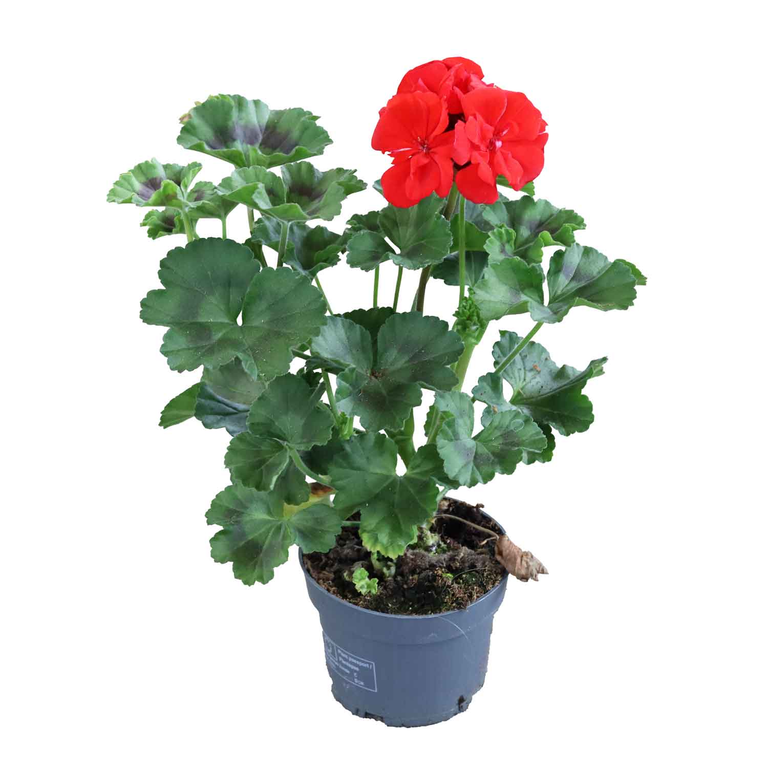 Pelargonium zonal hybrid 11 cm. pott.