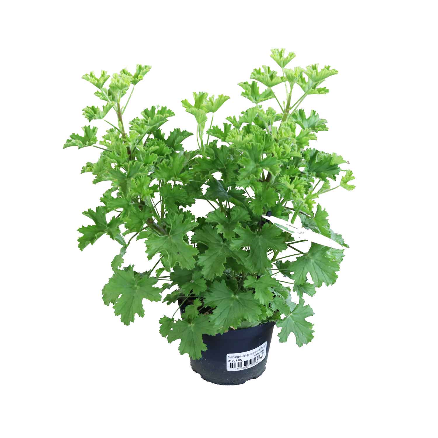 Duft Pelargonie - Pelargonium gravolens 12cm pot