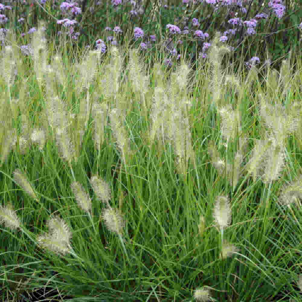 Lampepudsergræs - Pennisetum alopecuroides  Hameln 10 cm