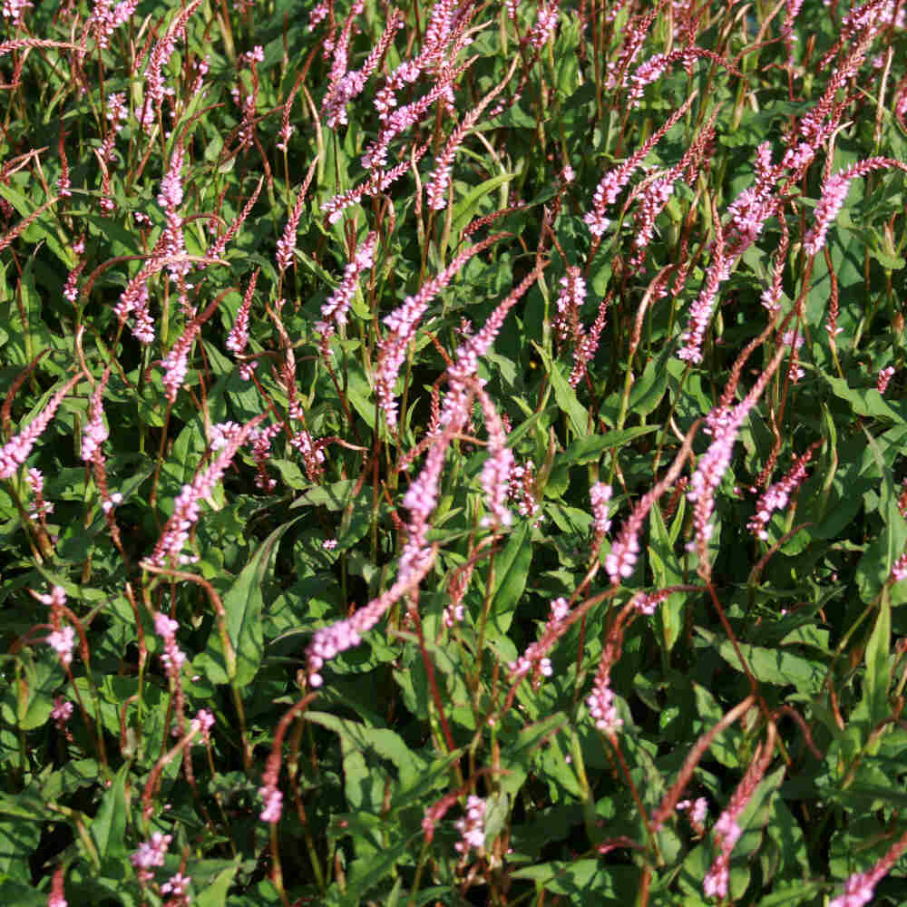 Willow herb - Persicaria ampl. Pink Elephant 1L pot