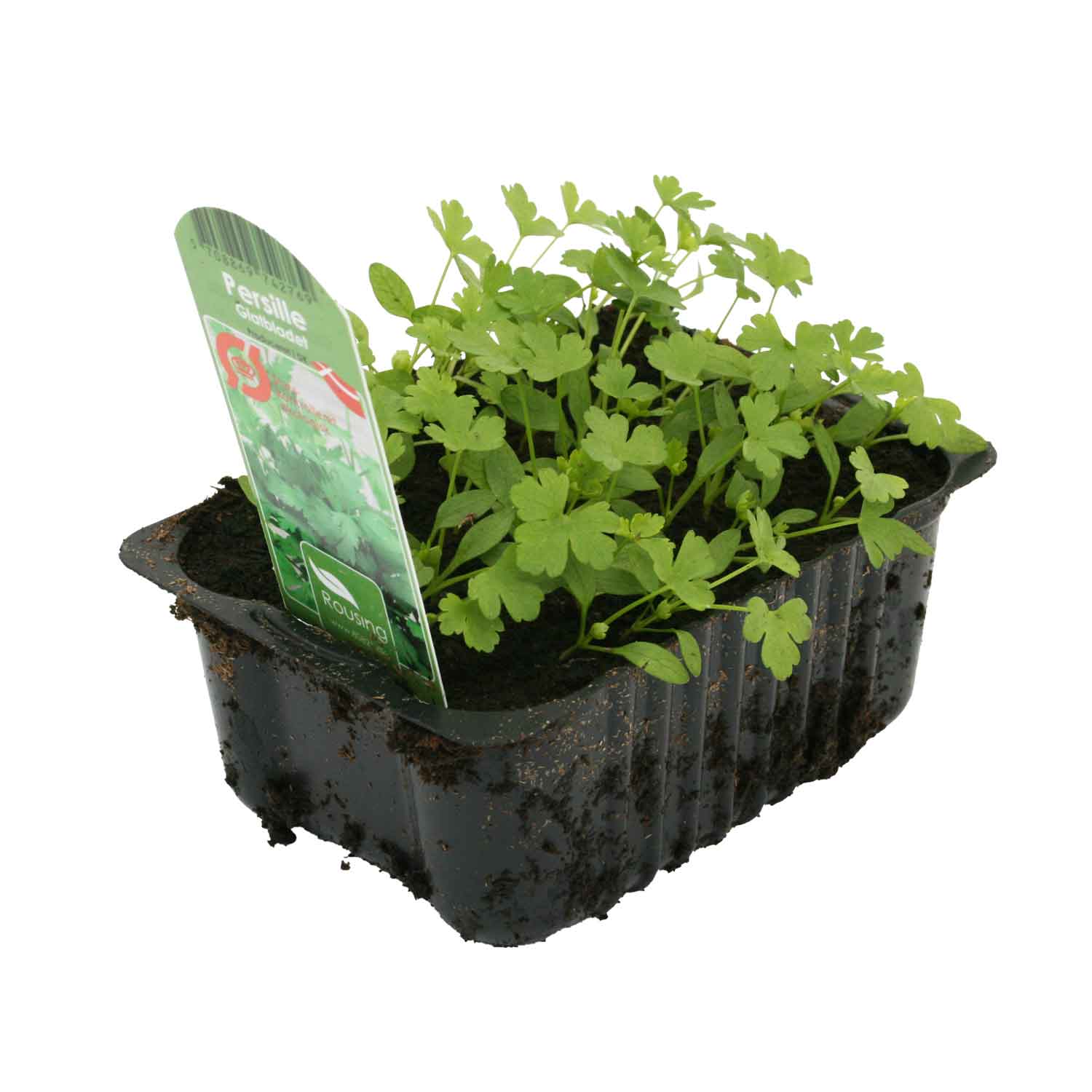 Parsley Broadleaf (Box)