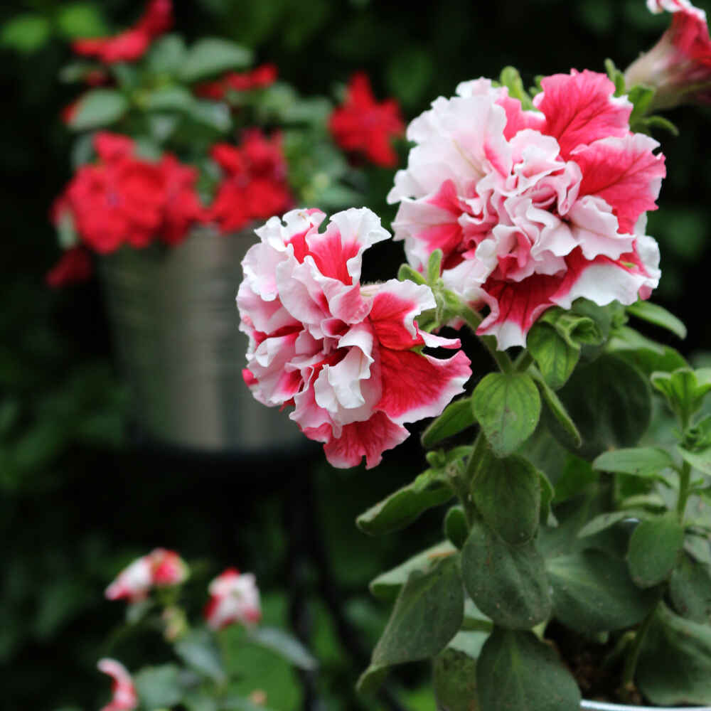 Hænge petunie - Petunia 'Origami' - Dobbelt 12cm pot