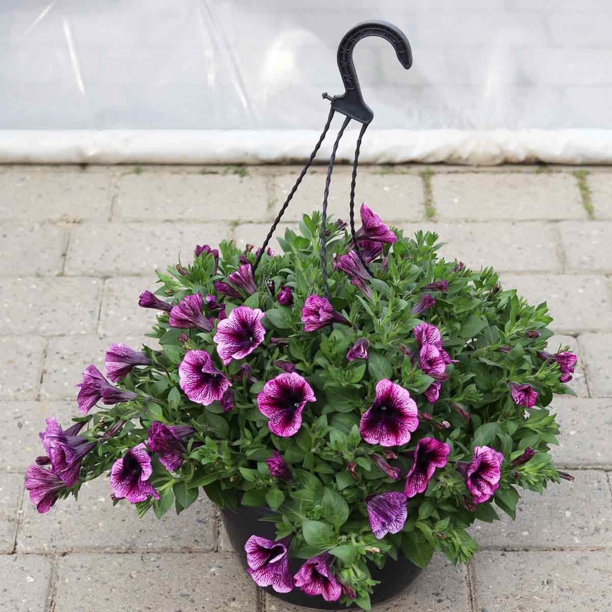 Petunia hängande växt 27cm