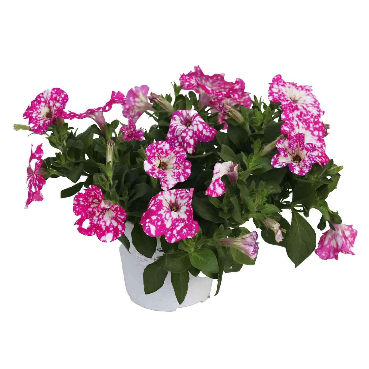 Surfinia Petunia Bush D14