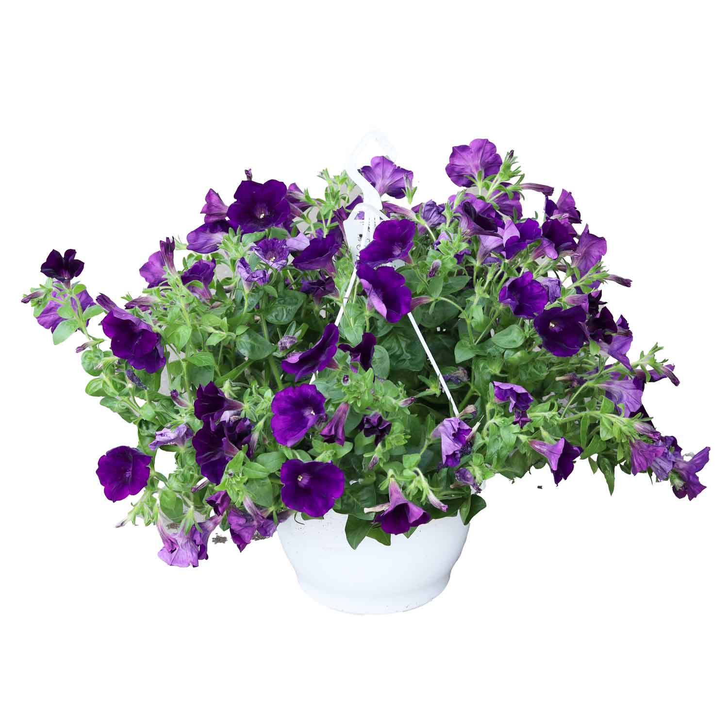 Petunia Surfinia mixed