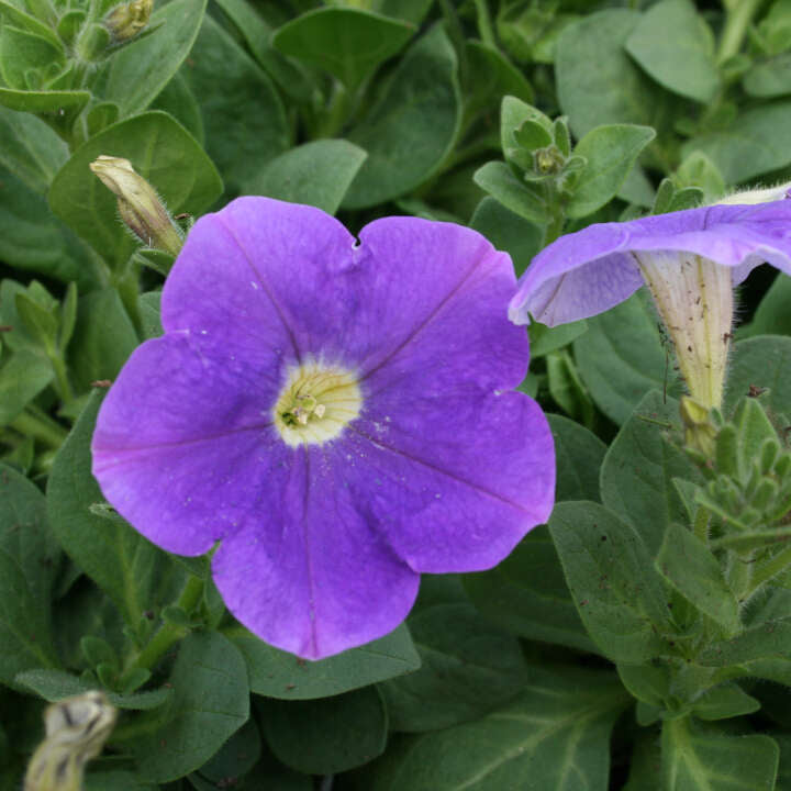 Petunia 10,5 cm