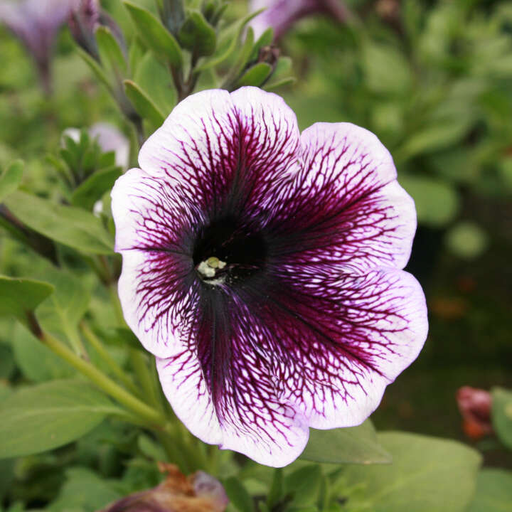 Hænge petunia - Petunia surfinia hybrid 11cm pot