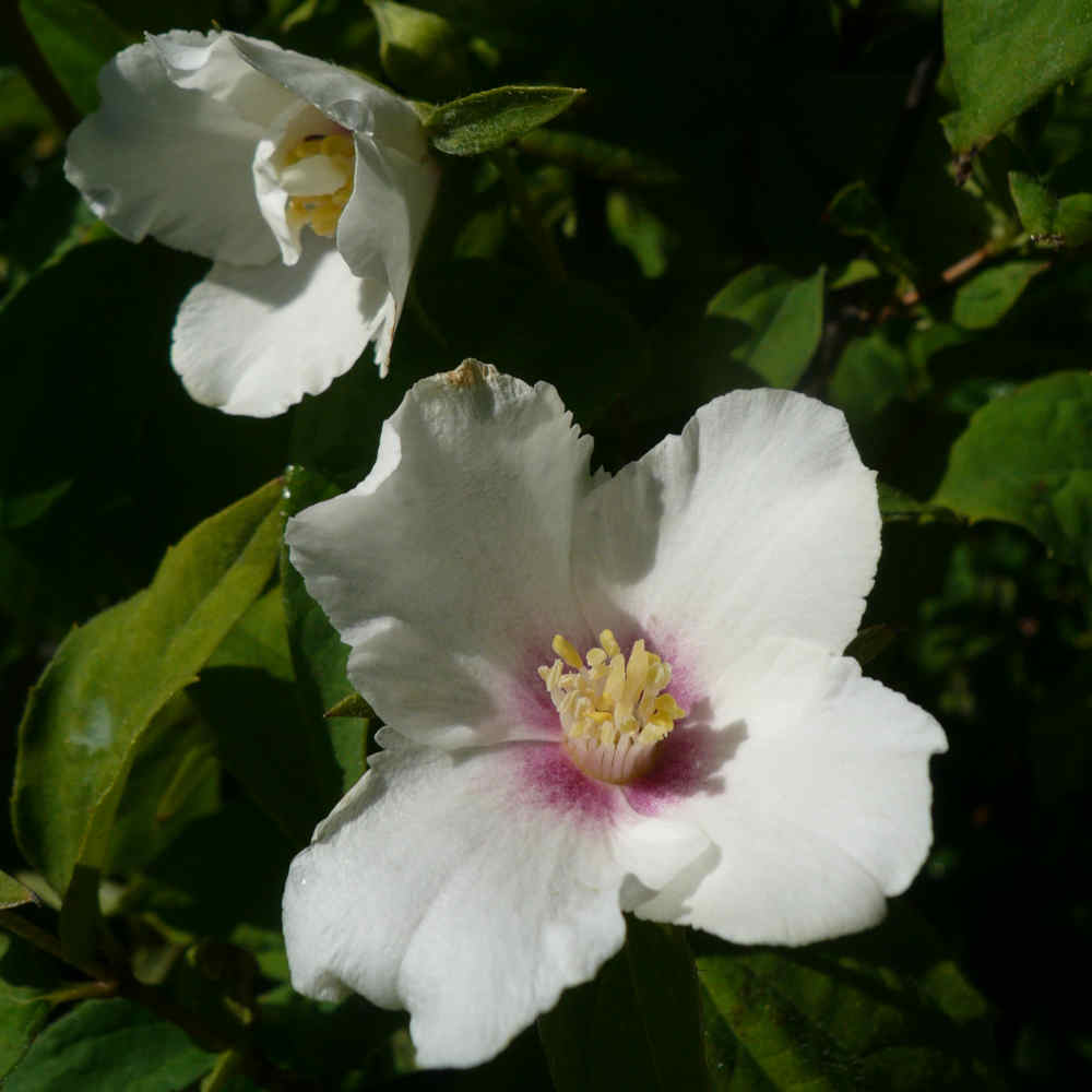 Uægte Jasmin - Philadelphus 'Belle Etoile C5