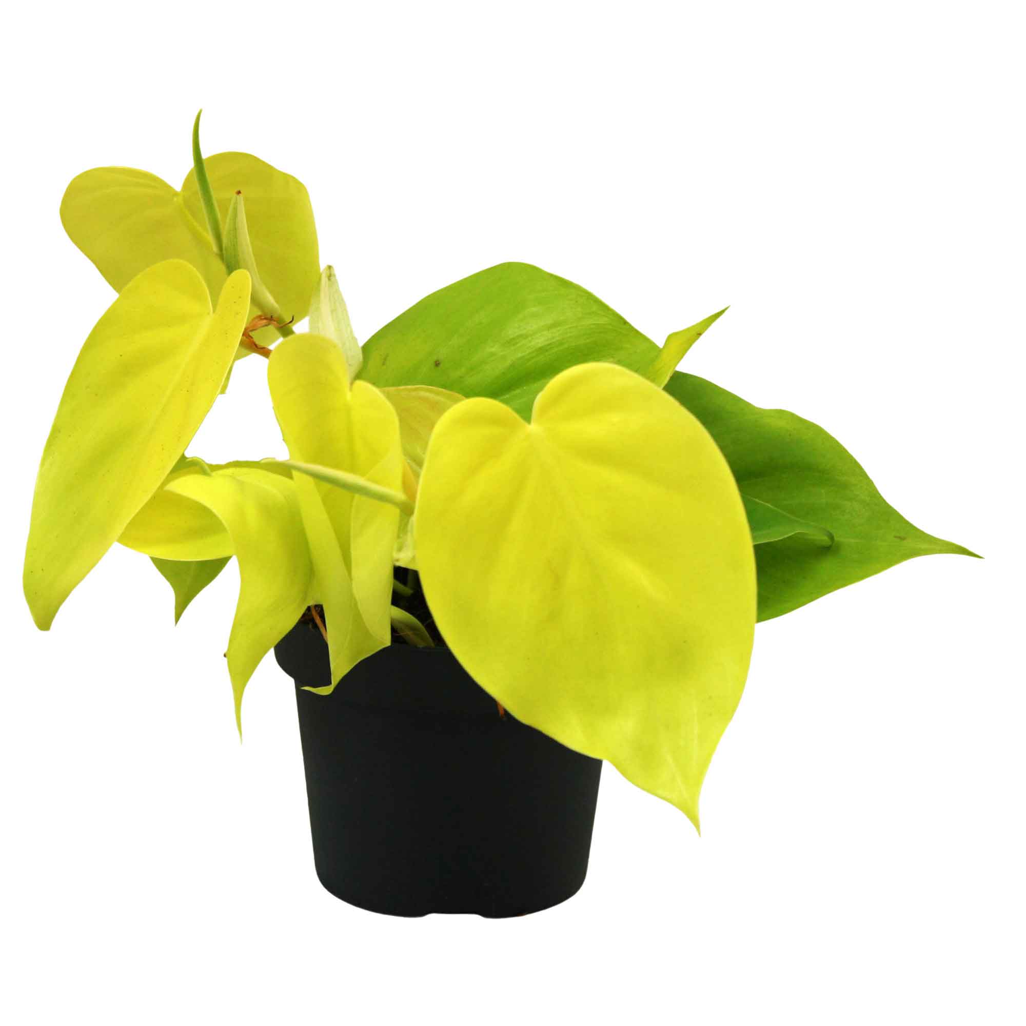 Philodendron scandens 'Lemon Lime' 12cm