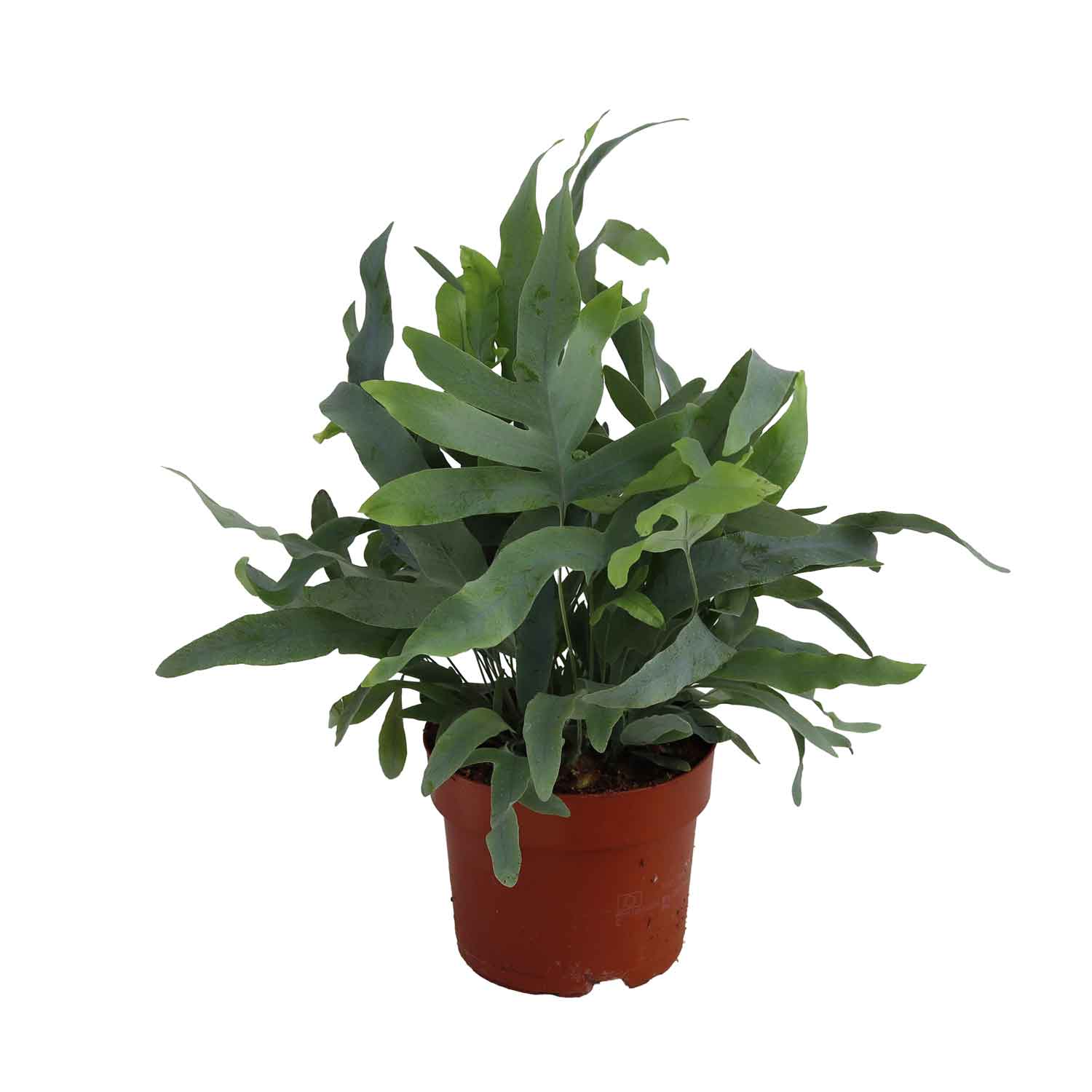 Phlebodium aureum Blue Star