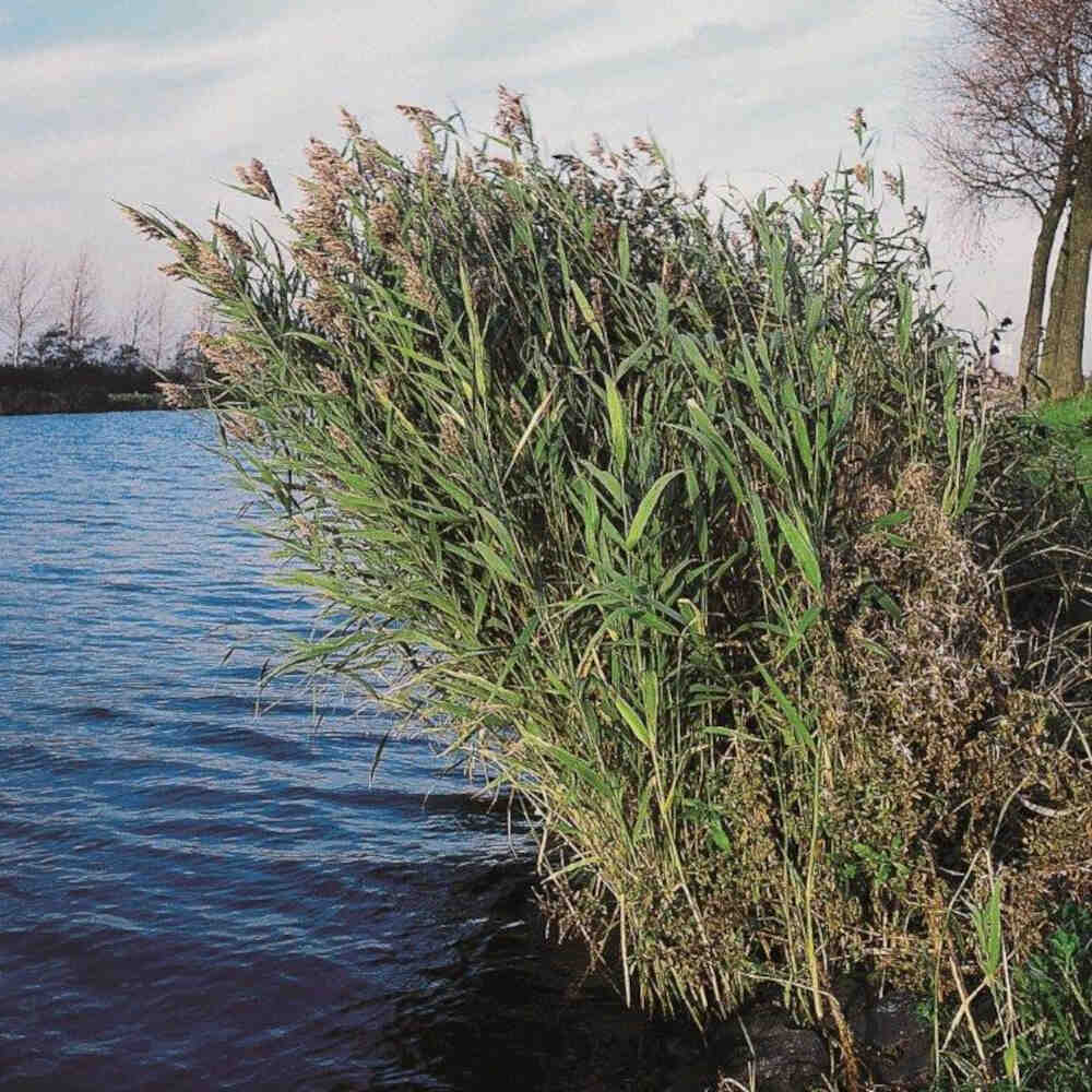 Phragmites australis p9