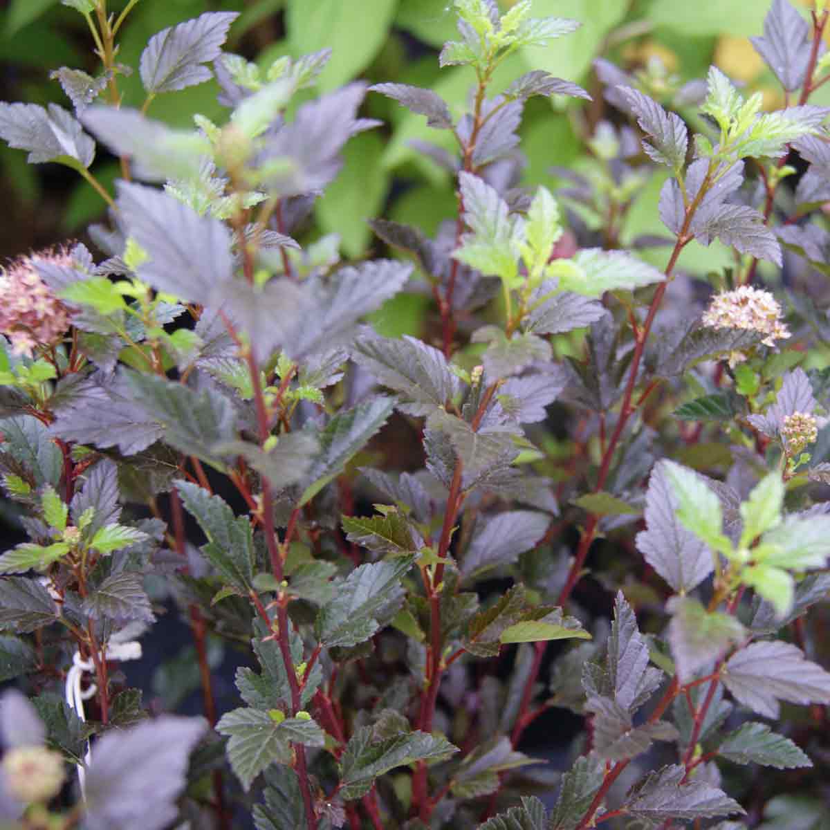 Blærespiræa - Physocarpus o. 'Little Devil' C5