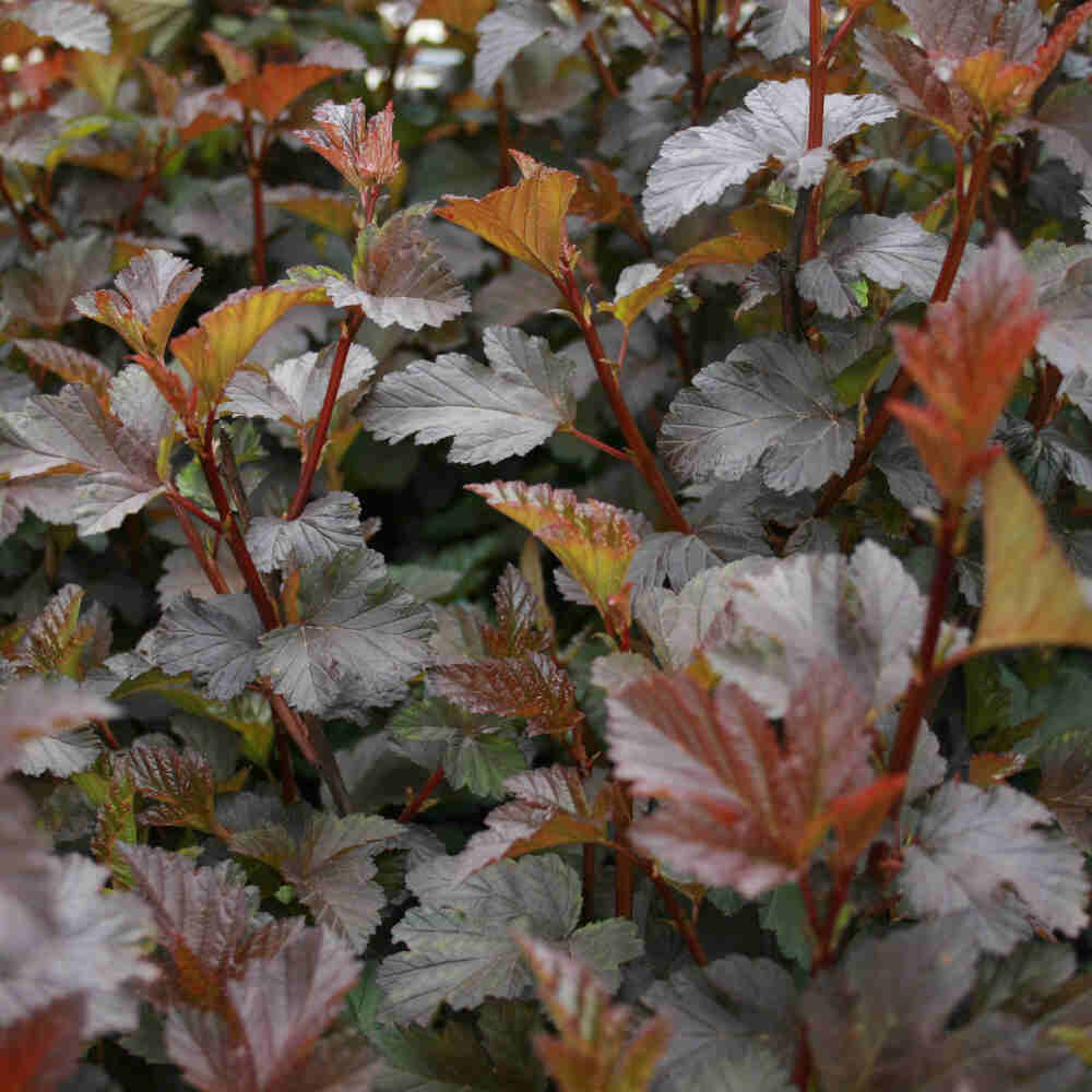 Physocarpus opu. 'Diabolo' 5L kruka.