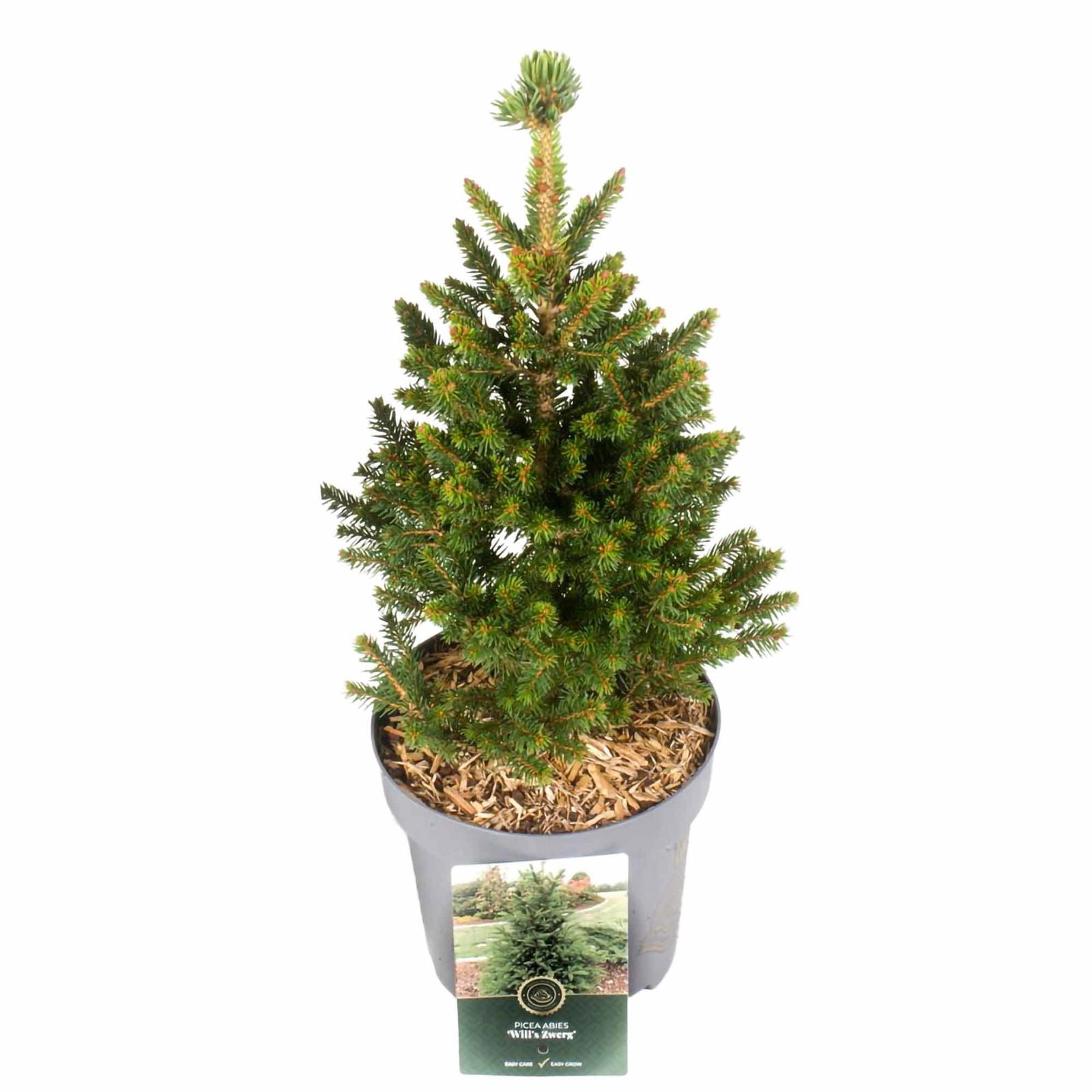 Picea abies 'Will's Dwarf'