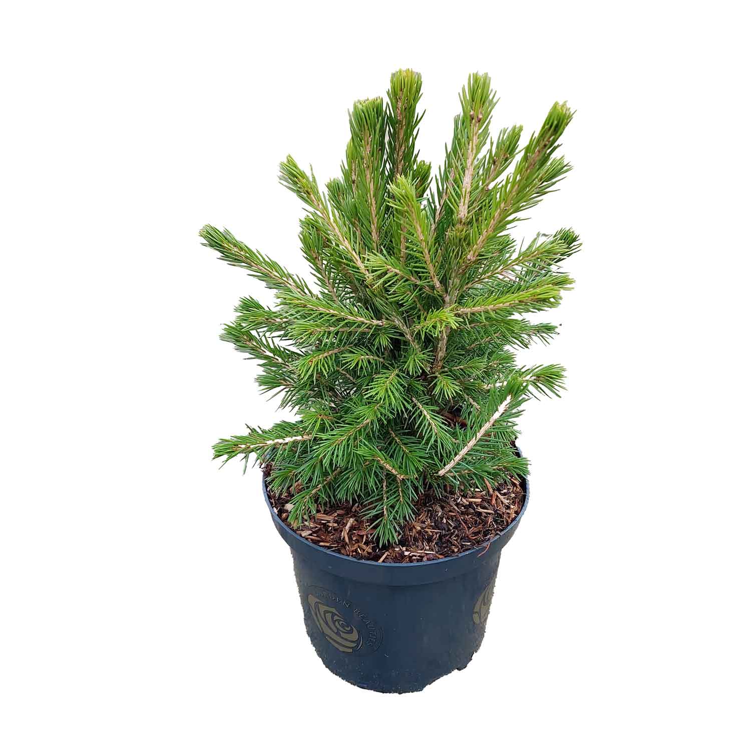 Picea abies 'Tompa' C2,5