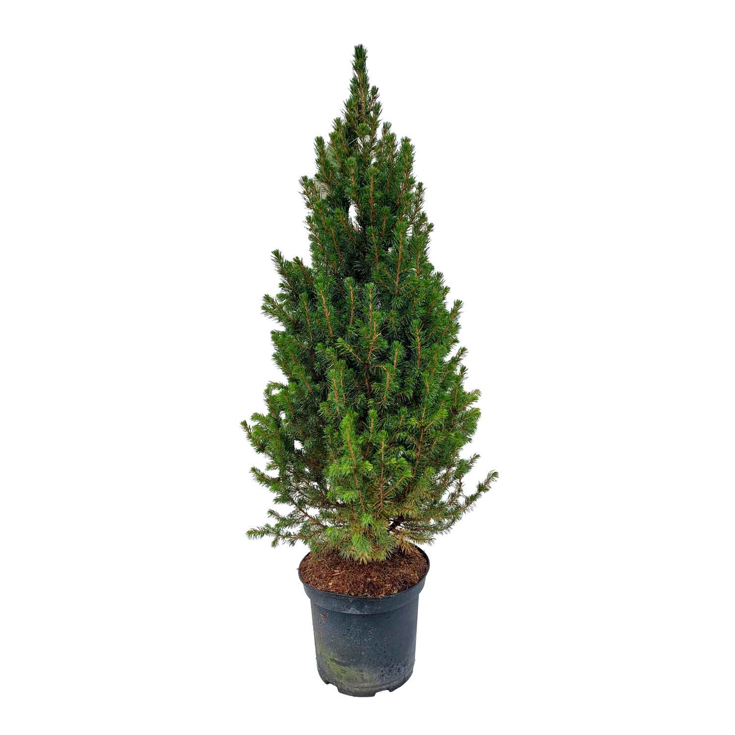 Picea glauca 'Conica'70/80 C.5