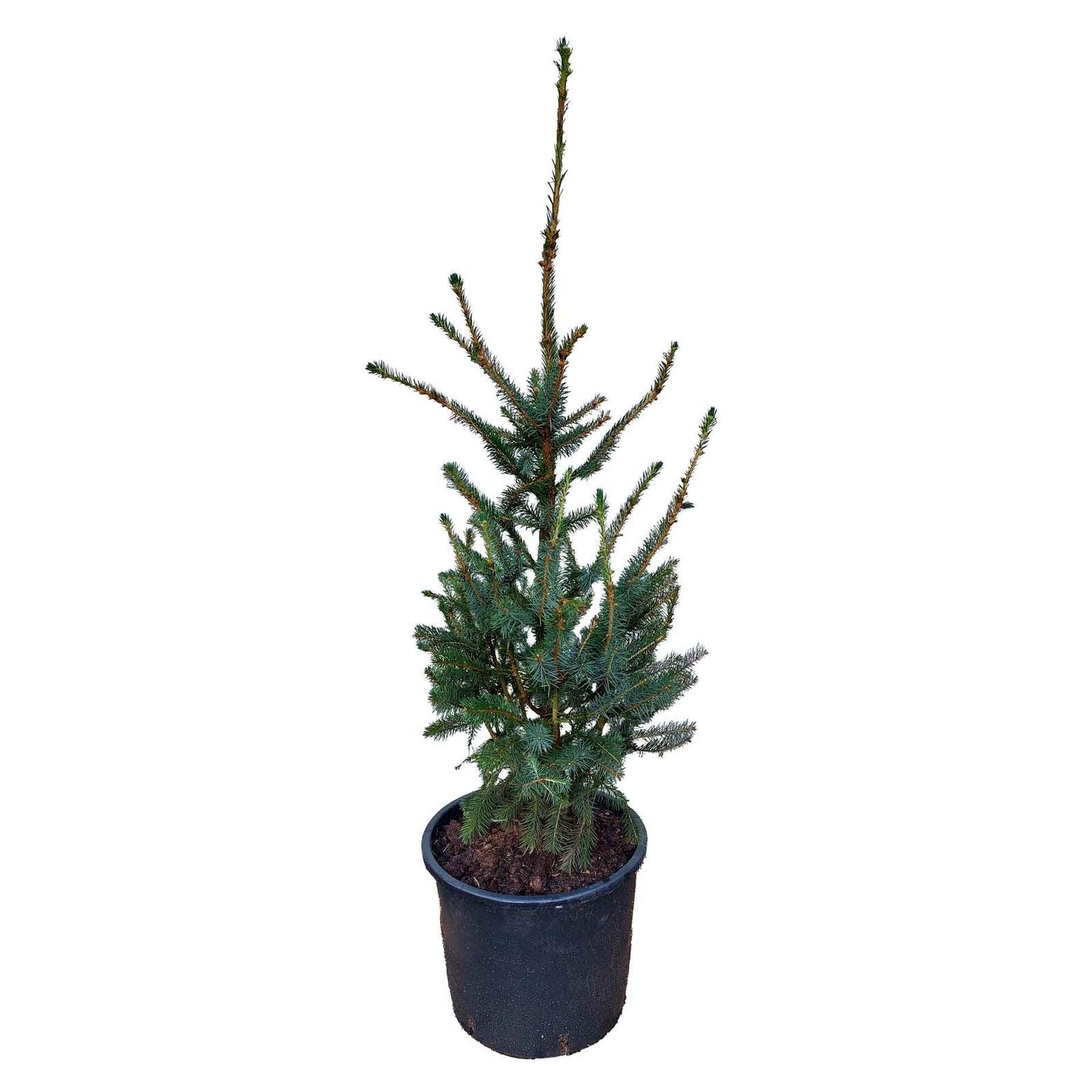 Picea Sitchiensis M.kl. 100 - 125 cm.