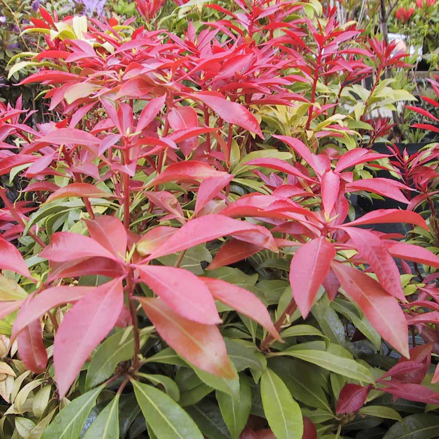 Pieris japonica 'Red Mill'