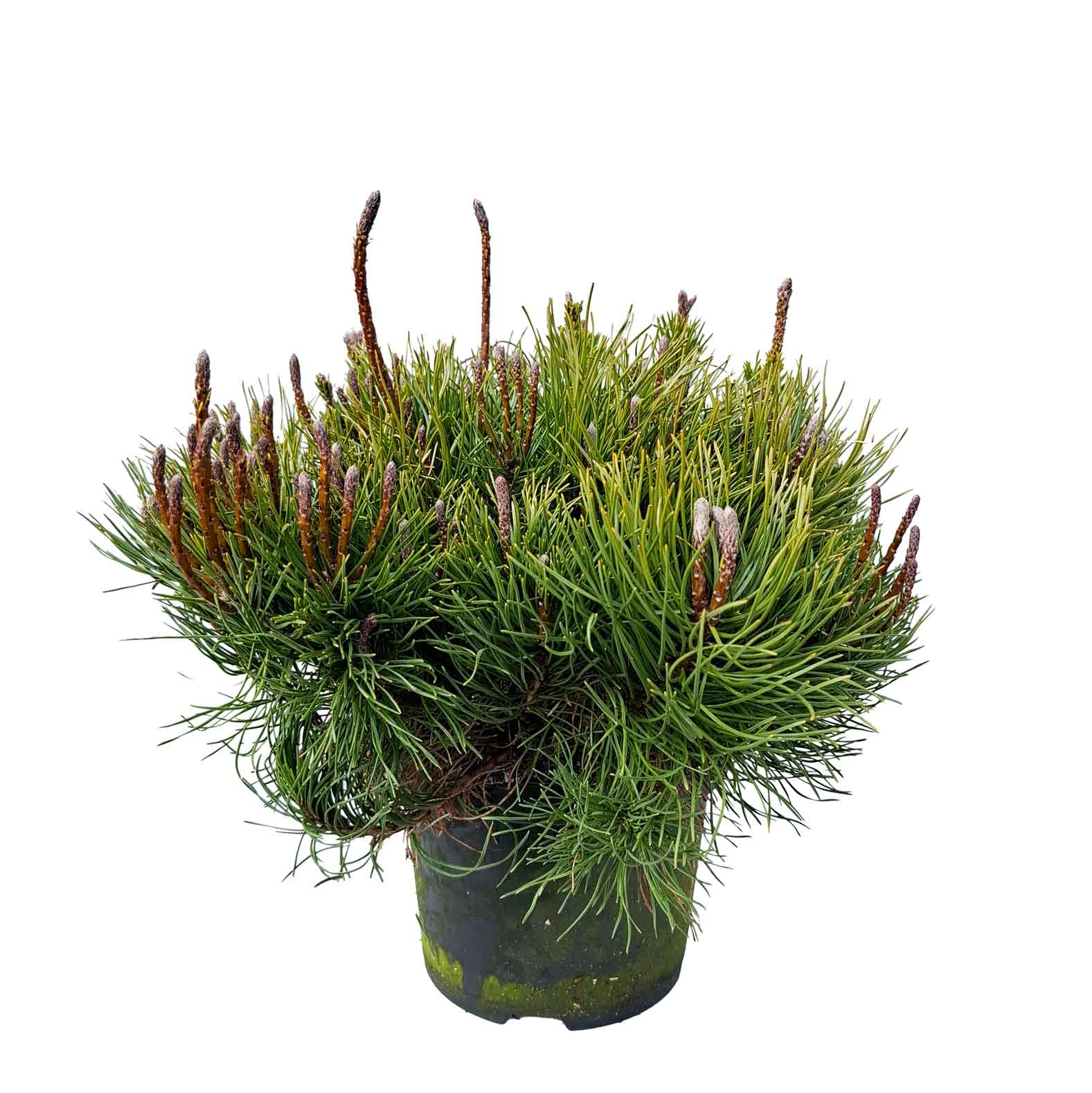 Pinus mugo mugo 20-30 C2