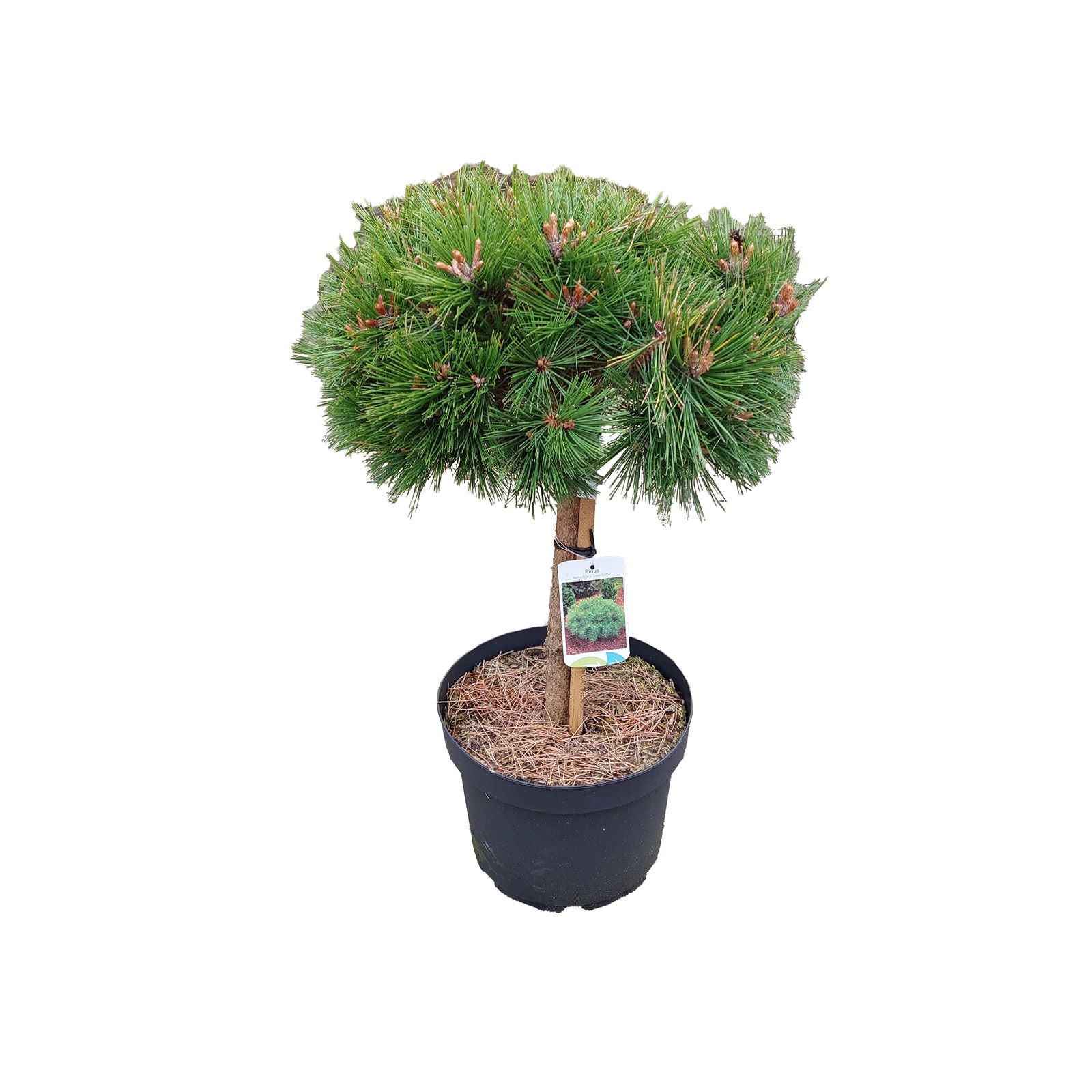 Pinus densiflora 'Low Glow' C10 40cm st