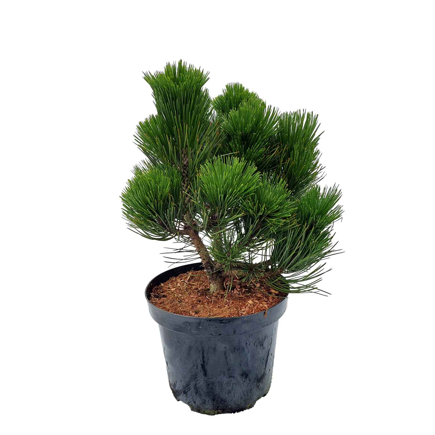 Pinus leucodermis Malinki C7.5