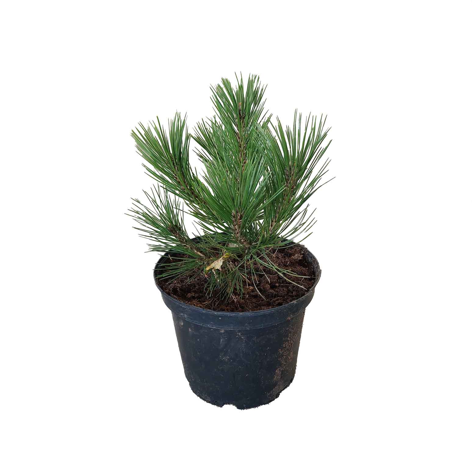 Pinus Leucodemis, Ormhornsfura - C5 25-30cm