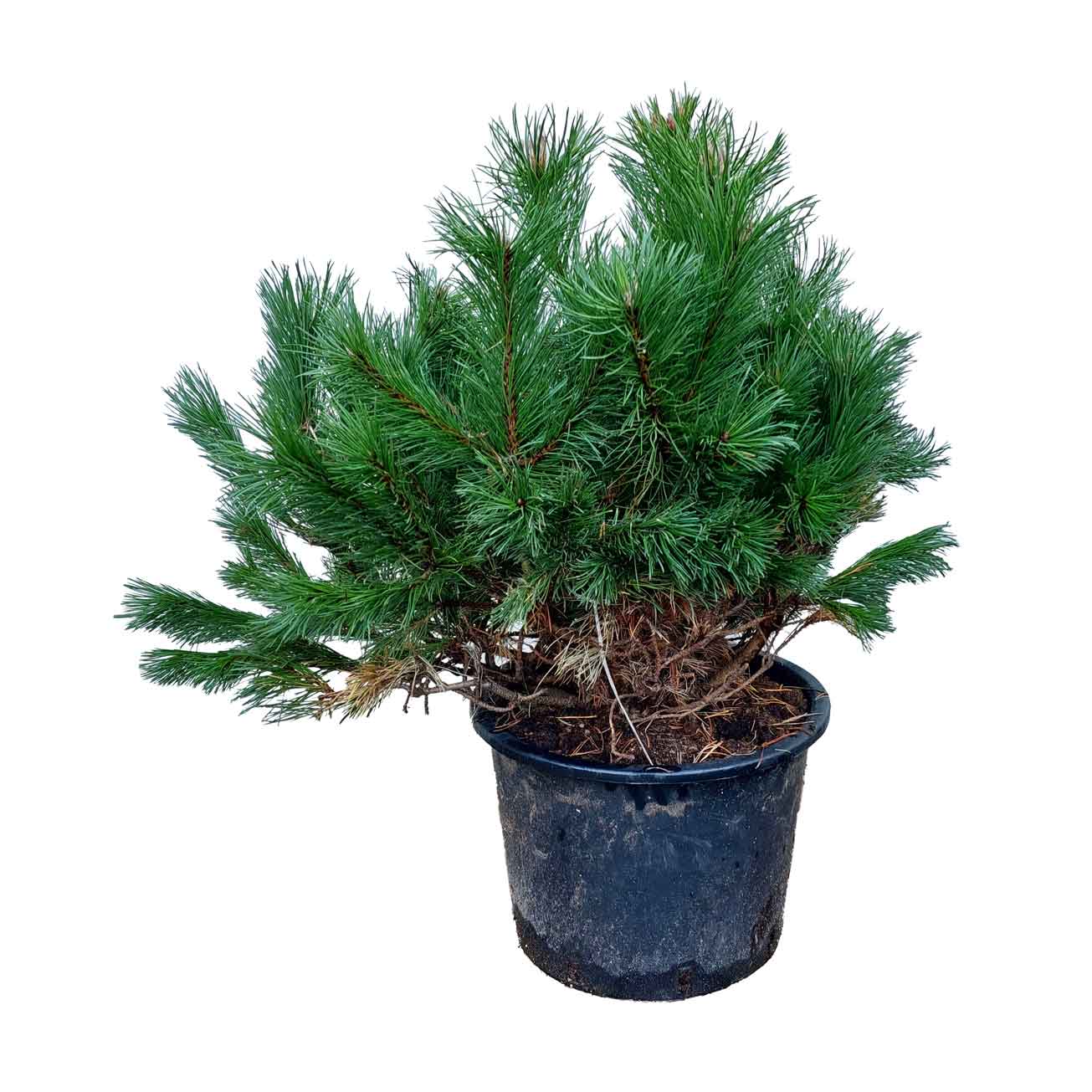 Pinus Mugo M.kl. 50 - 60 cm.