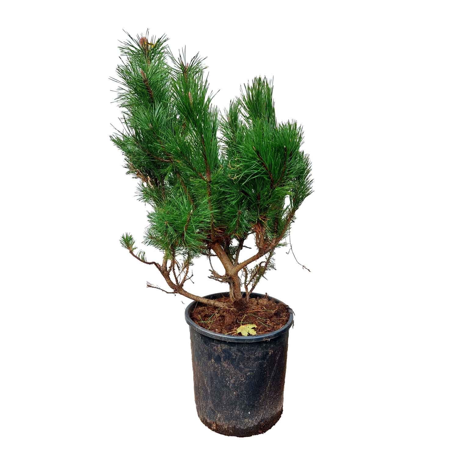 Pinus Mugo M.kl. 60 - 80 cm.