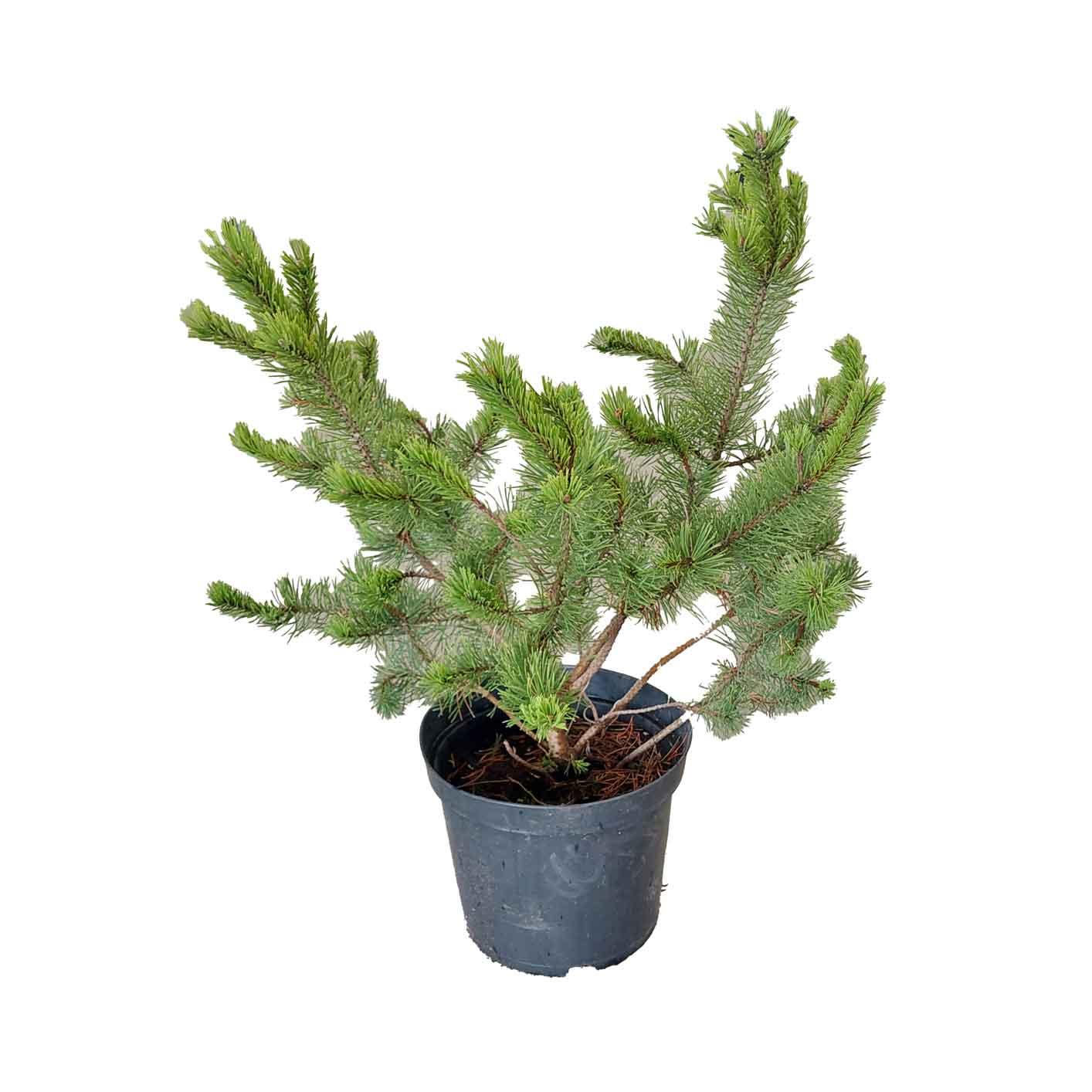 Pinus mugo (stugakvalitet) - C5 40-50cm