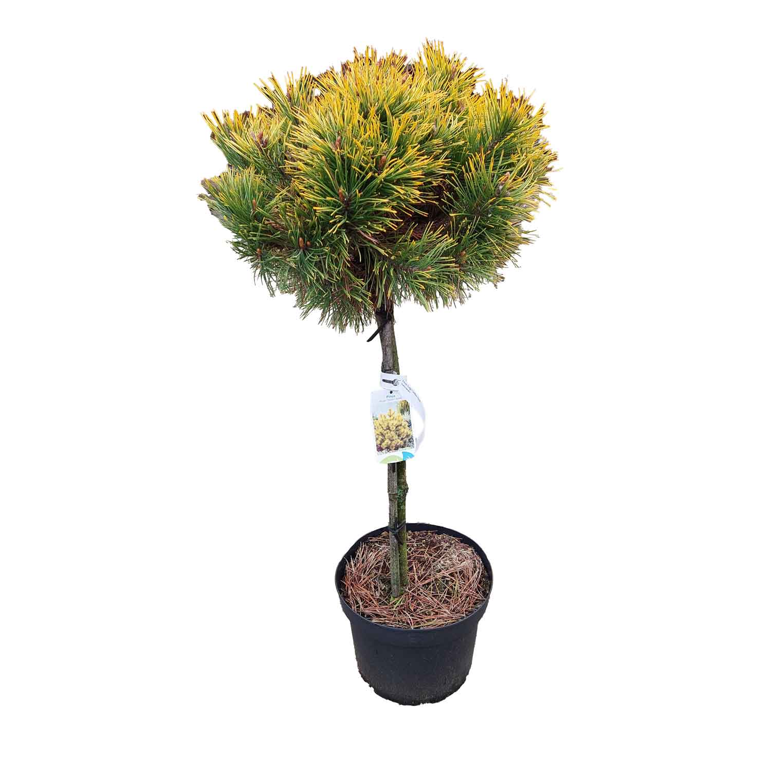 Pinus mugo 'Golden Glow' C10 60cm st