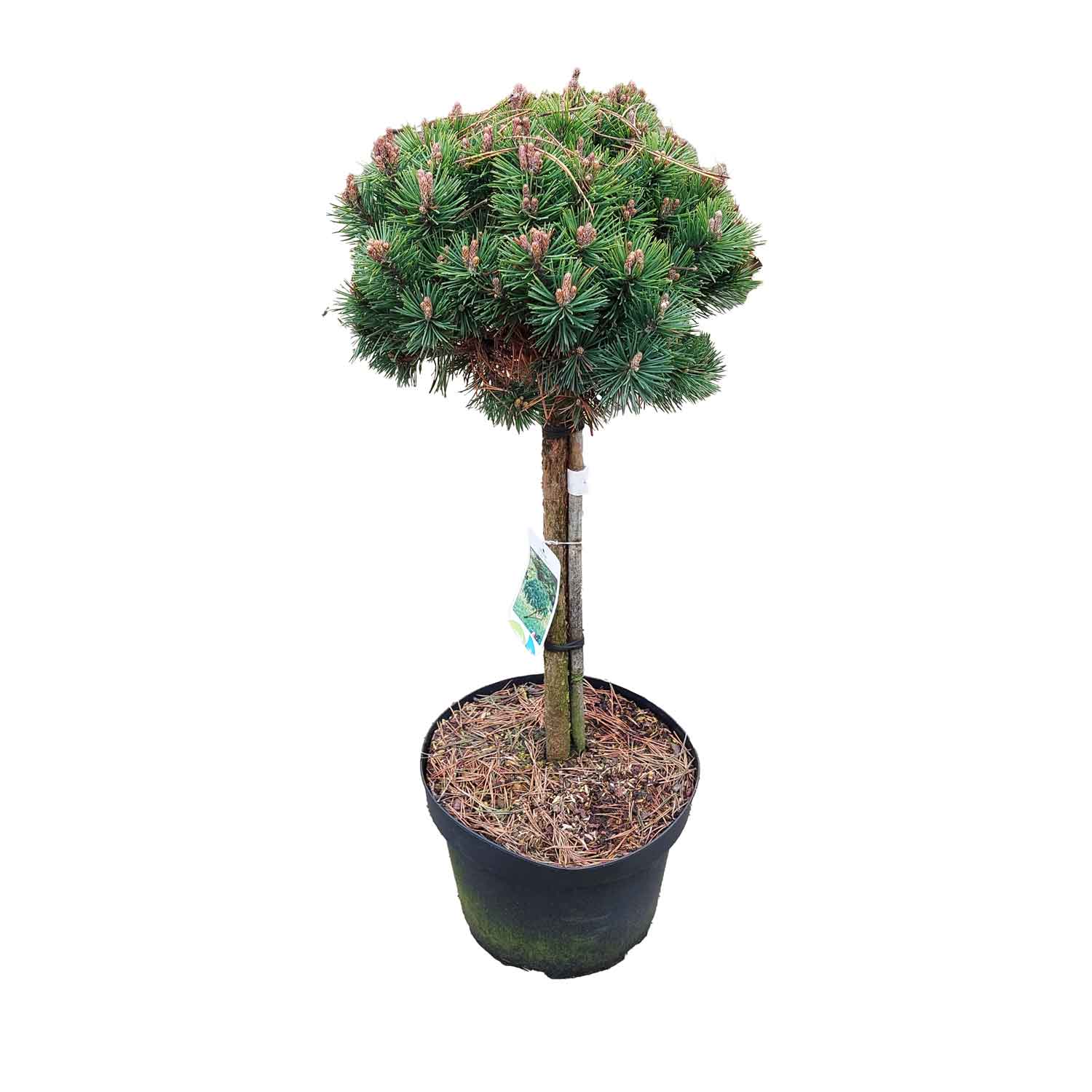 Pinus mugo Mops C10 40cm pc