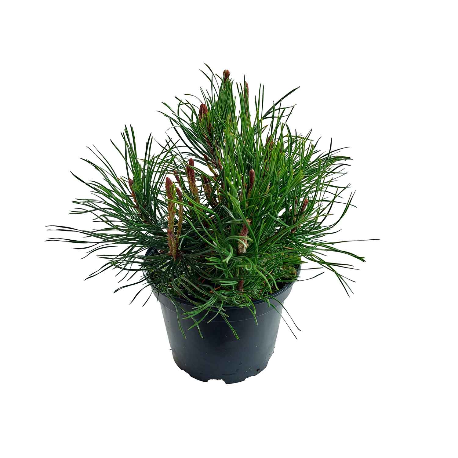 Bjergfyr - Pinus mugo mughus 20/25 C2