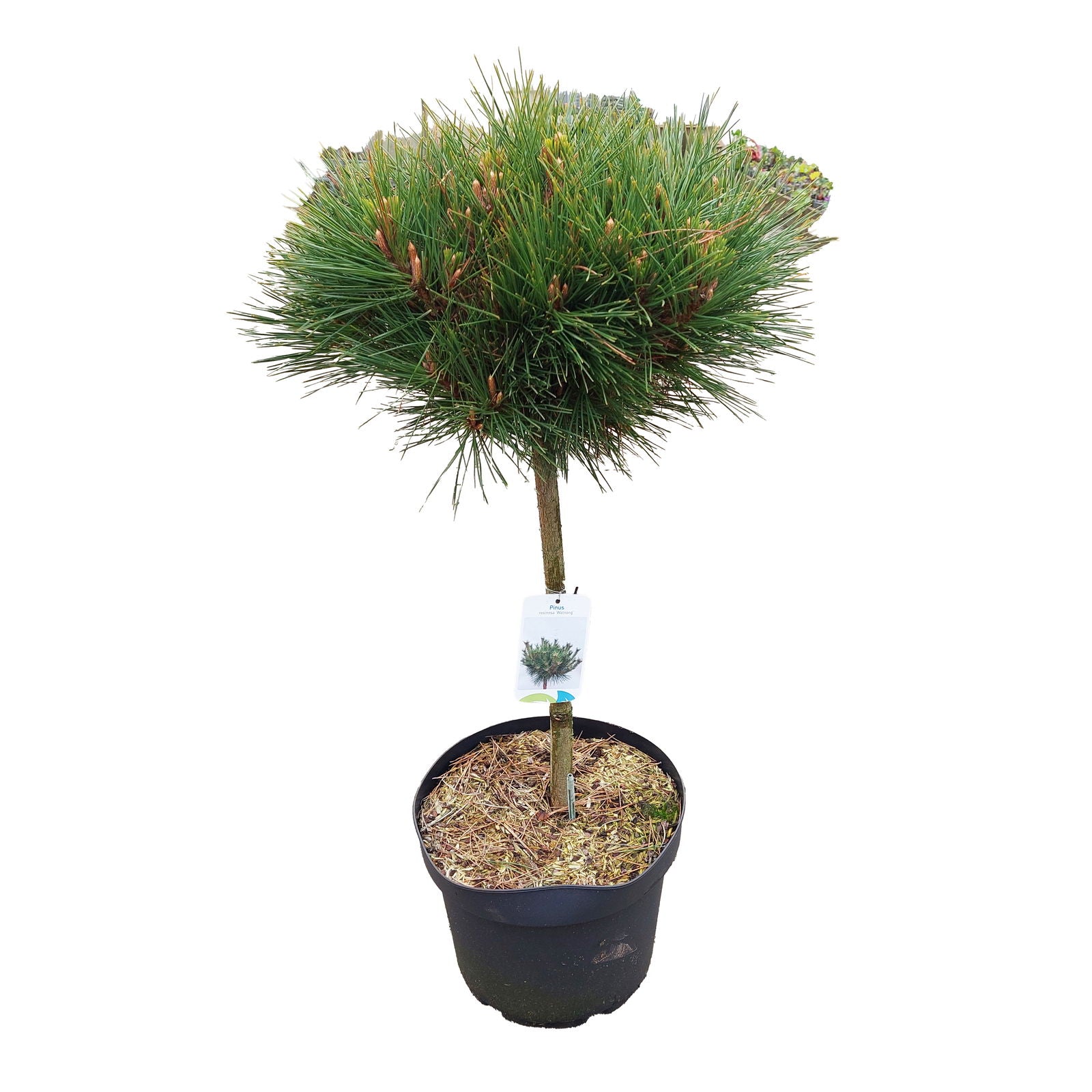 Pinus parviflora 'Watnong' C10 40cm st