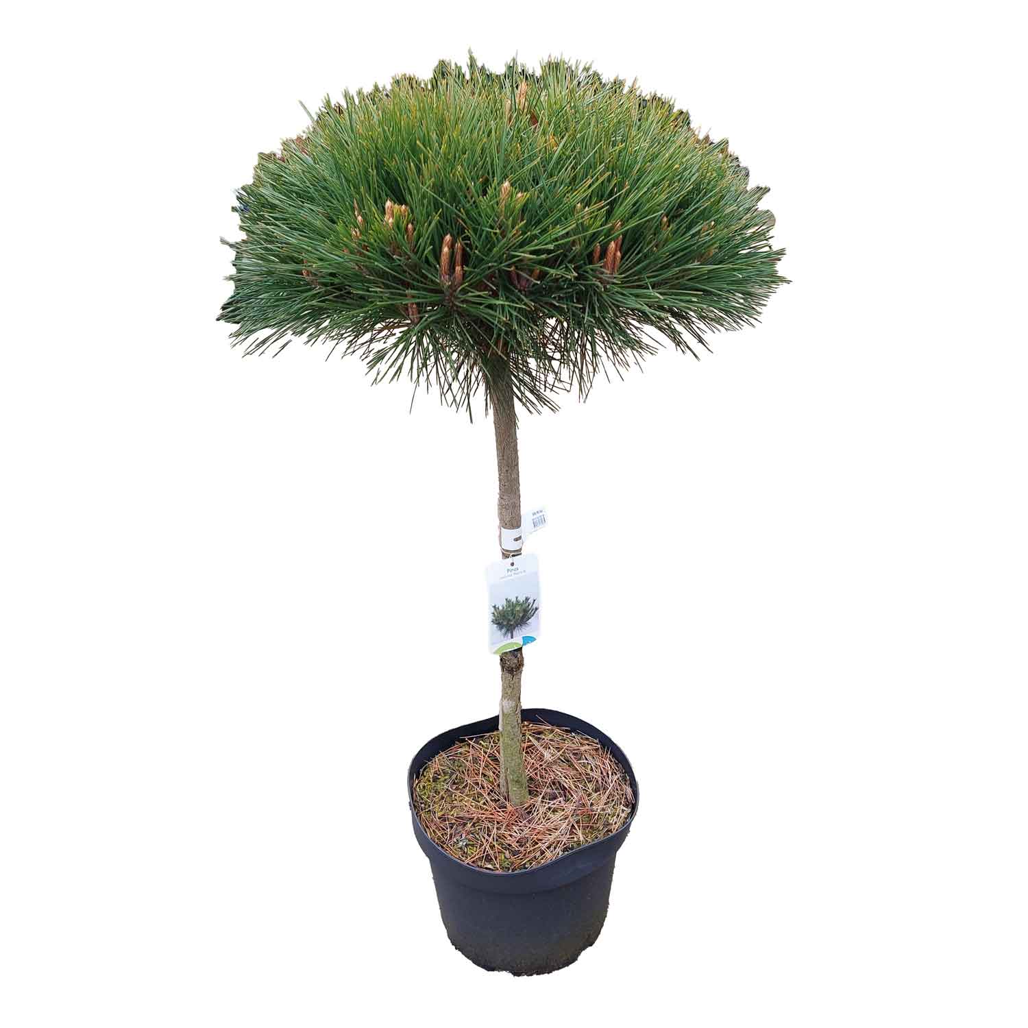 Pinus parviflora 'Watnong' C10 60cm pc