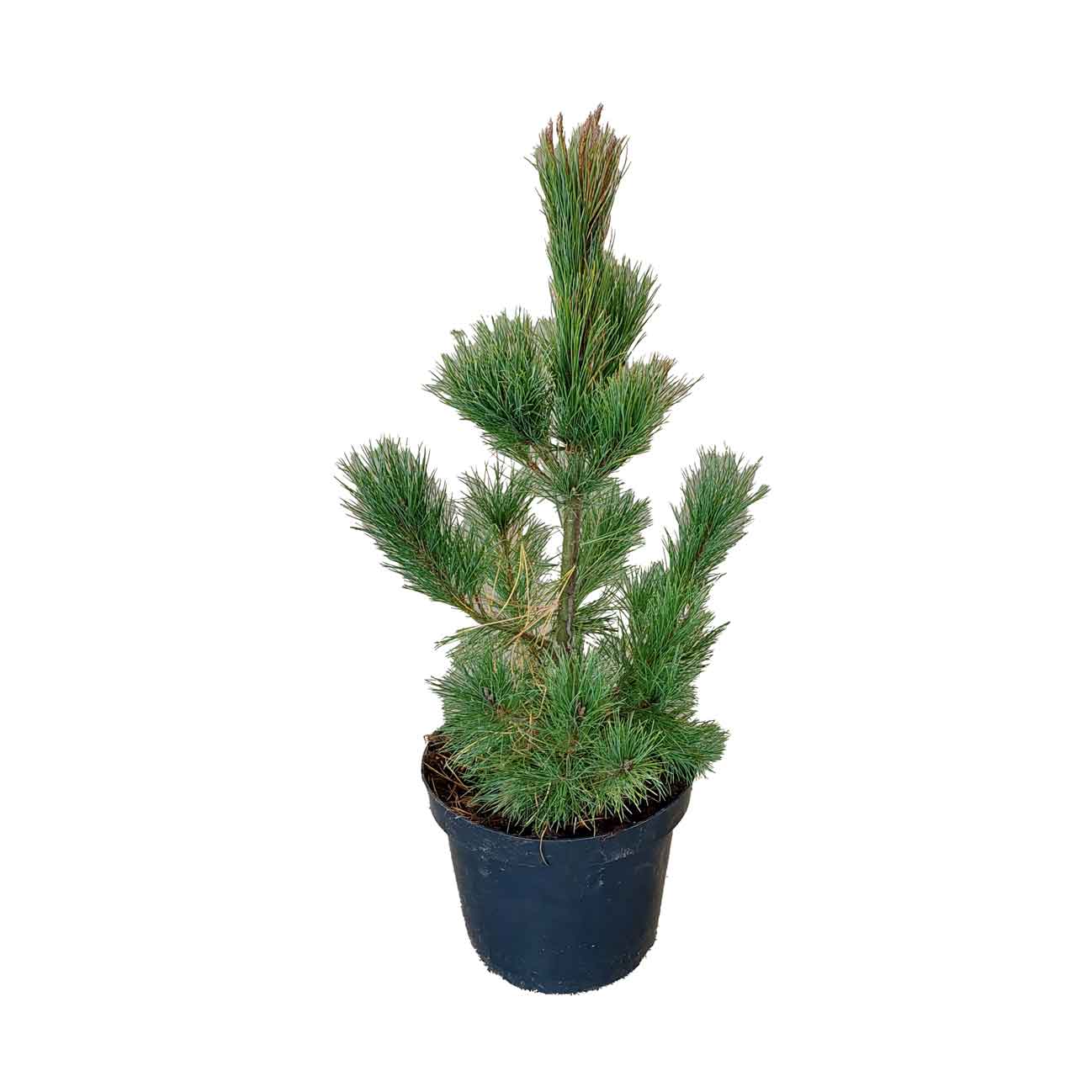 Pinus peuce - Silkefyr C7,5 40-50cm