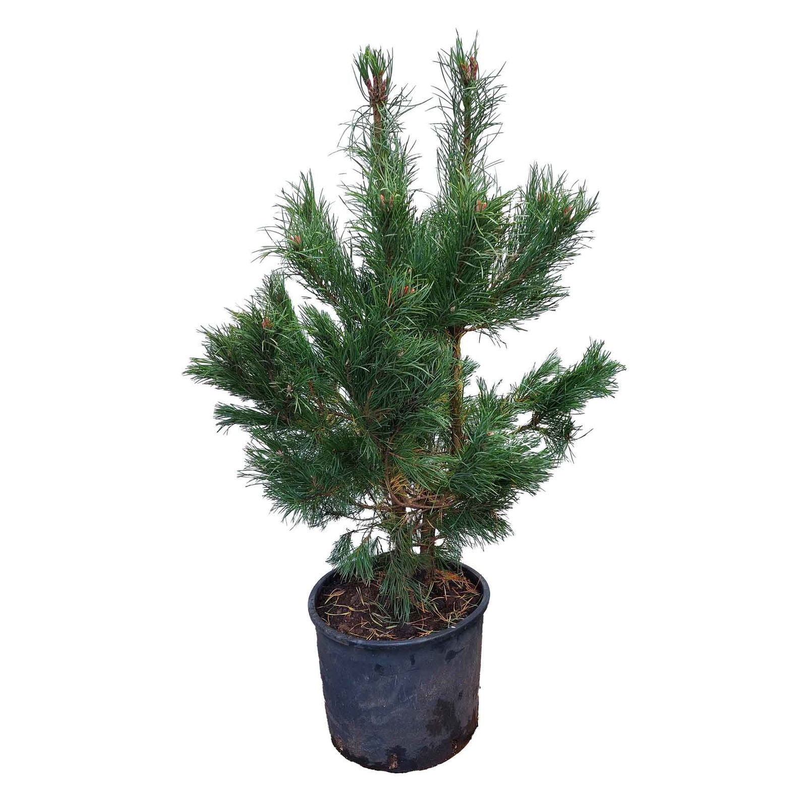 Pinus Sylvestris  M.kl. 80 - 100 cm.