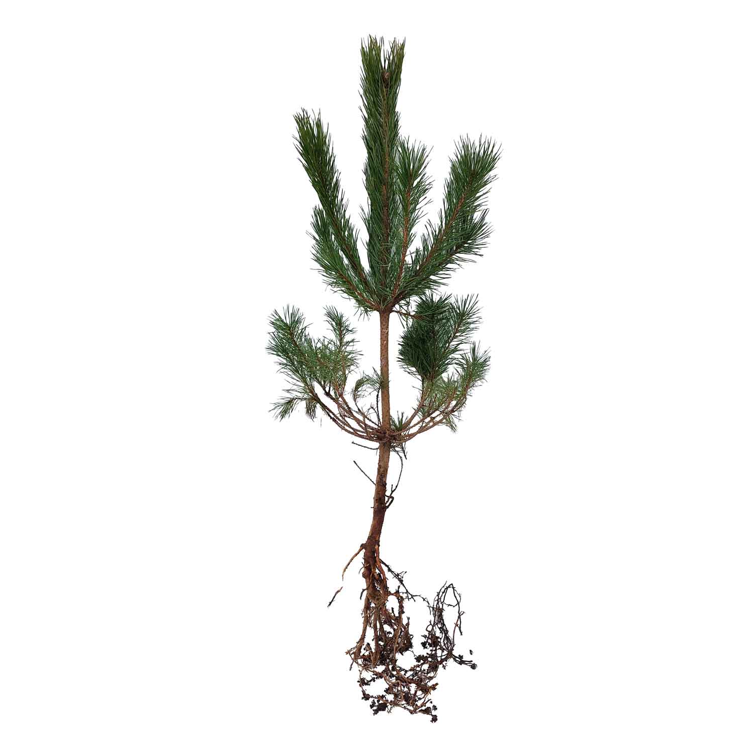 Tallfura - Pinus sylvestris 2/2 40-60cm