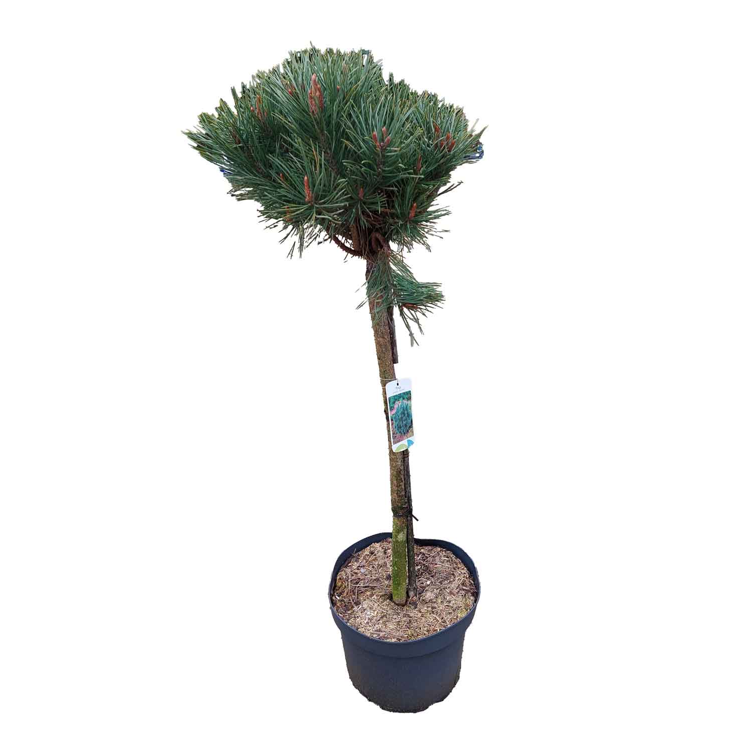 Pinus sylvestris 'Watereri' C10 60cm st