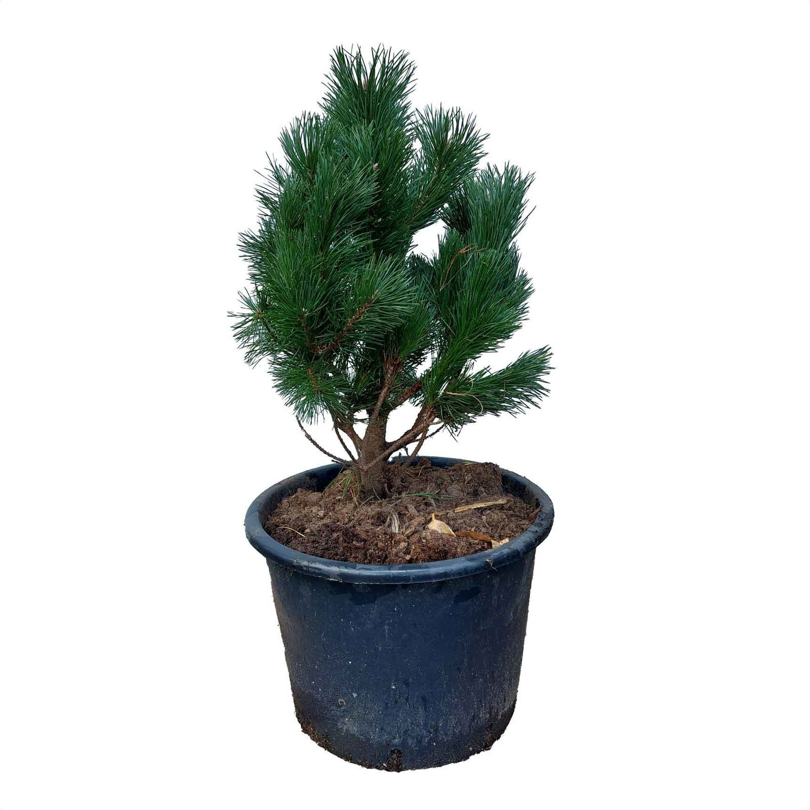 Pinus Uncinata 'Rostrata' (shrub) - height 40-50cm