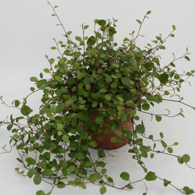 Muehlenbeckia complexa 9 cm. pot.