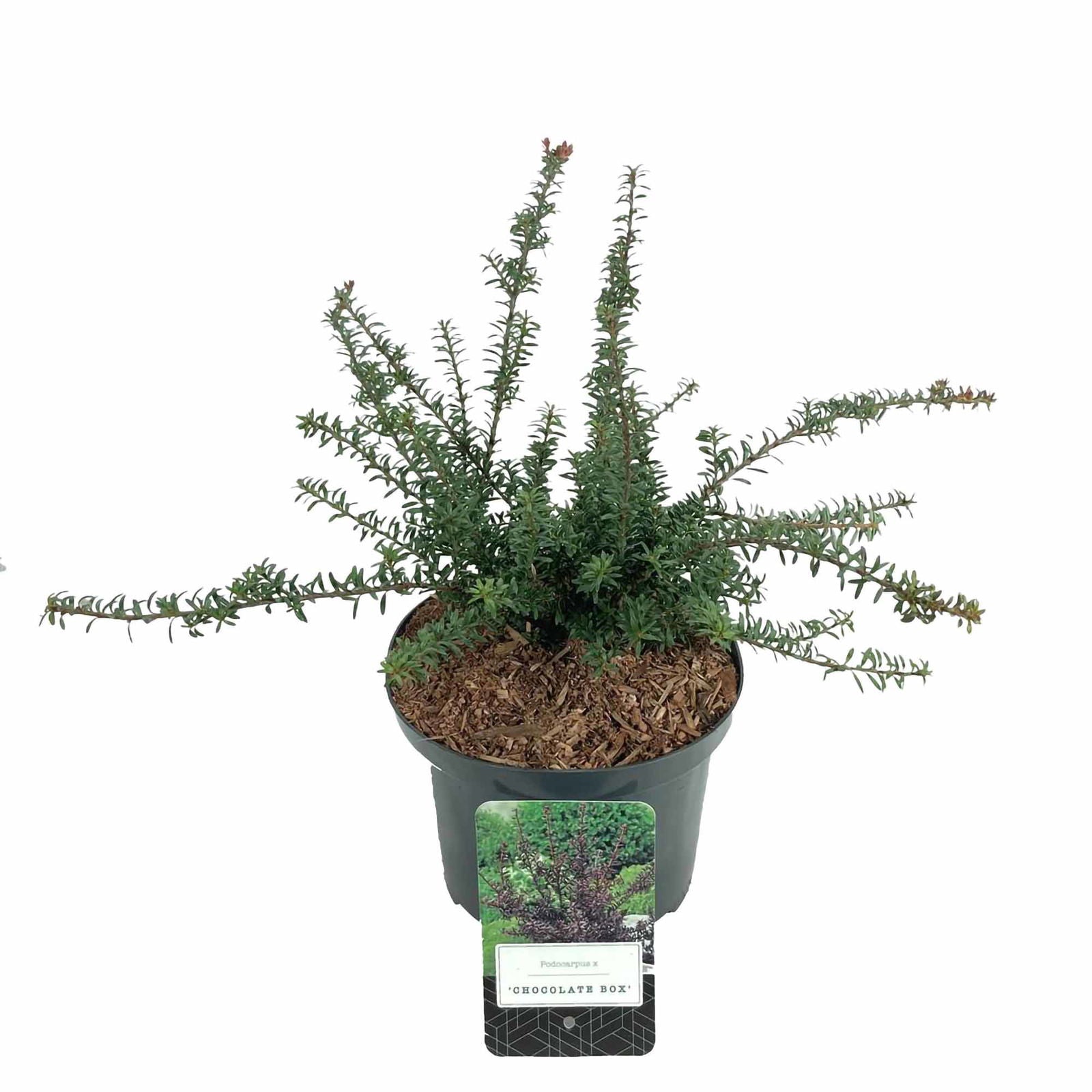 Podocarpus law. 'Chocolade Box' C2,5