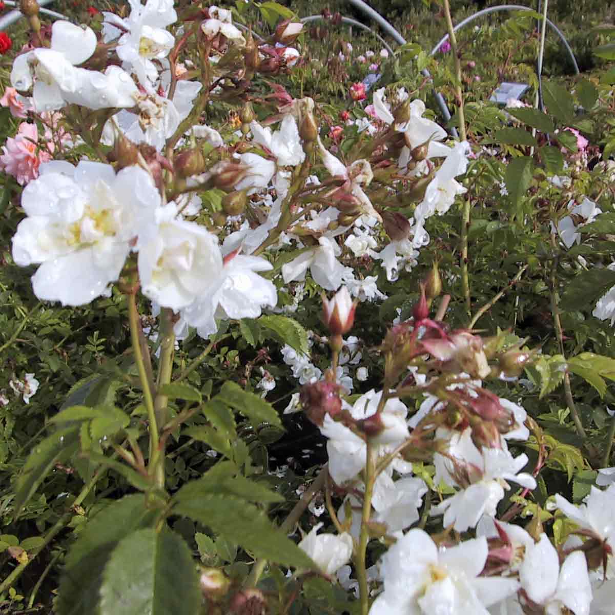 Climbing rose 'Polstjärnan'