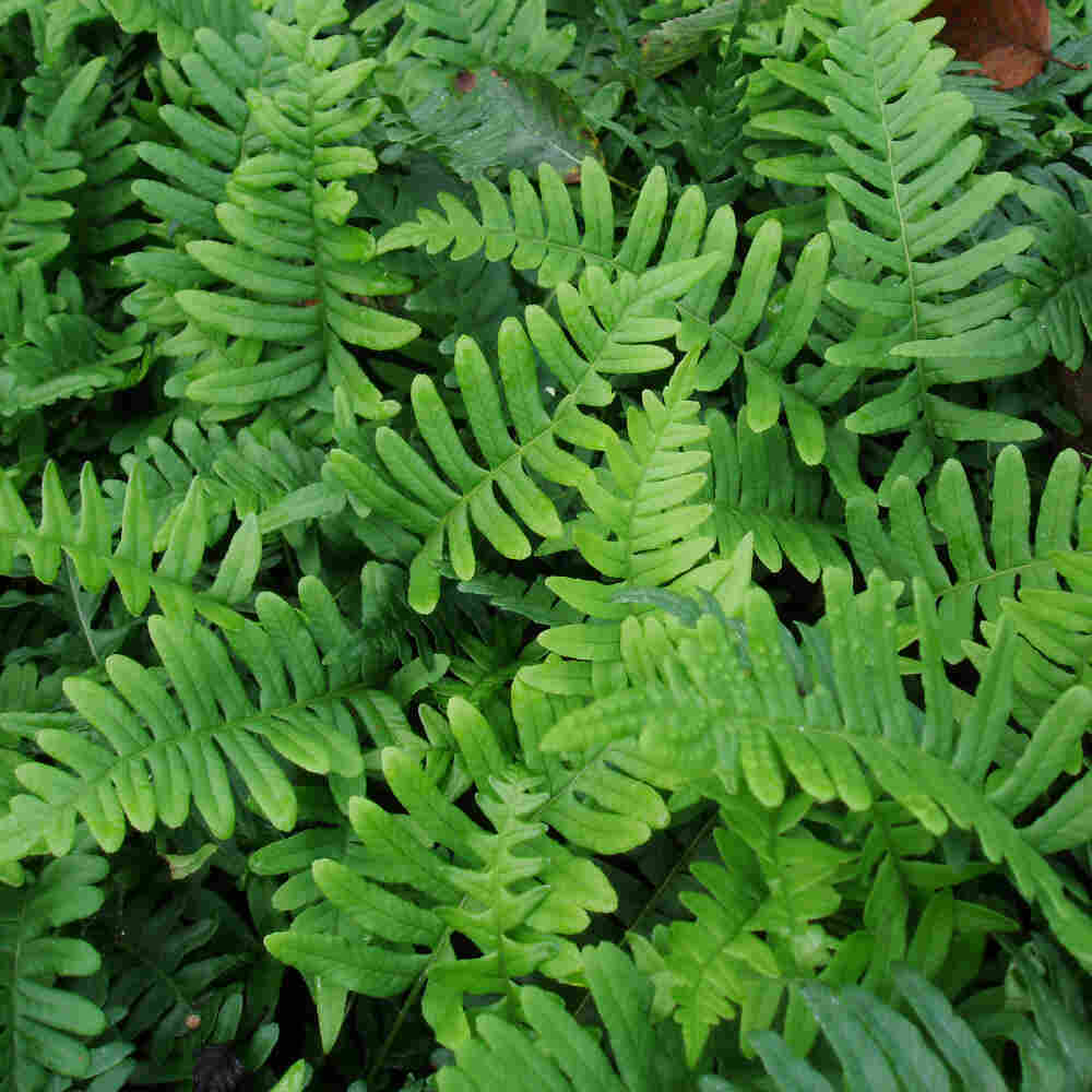 Polypodium vulgare 10 cm